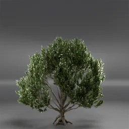 Tree Mugo Pine Animated