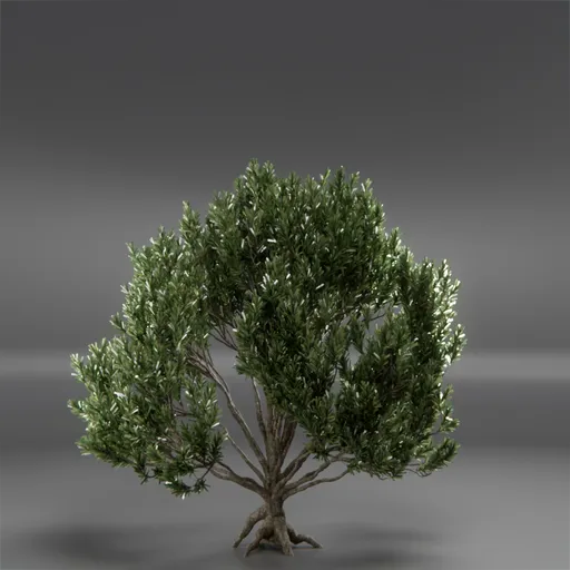 Tree Mugo Pine Animated