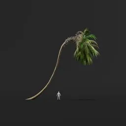 Palm Tree (Spring) - Tall Thick Drooping