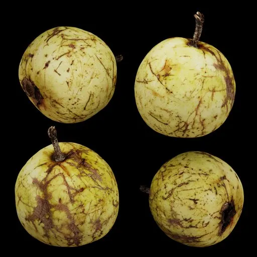 Fresh Guava Fruit