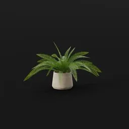 Tropical Fern Sml Potted