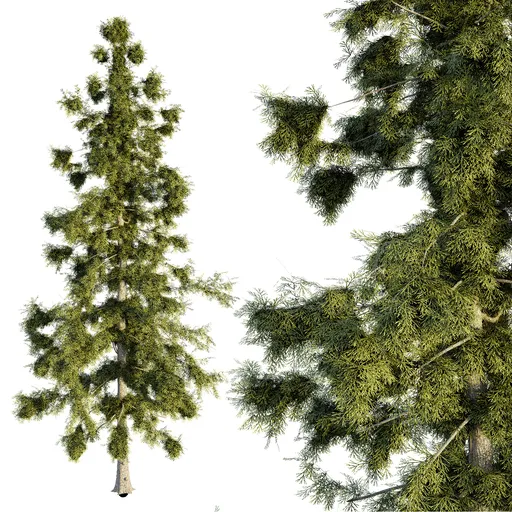 AlaskaCedarBark