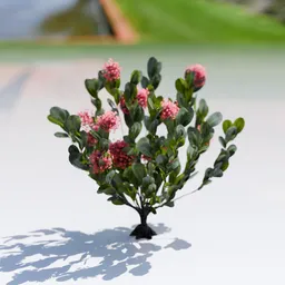 Plant Skimia Japonica