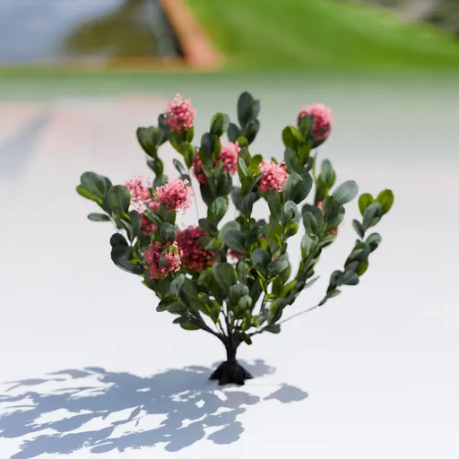 Plant Skimia Japonica