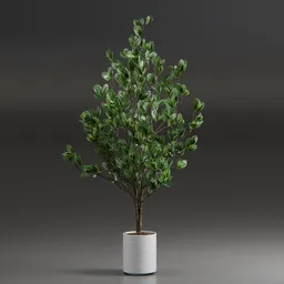 Indoor Plant Variation