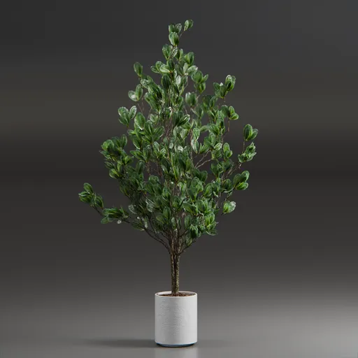 Indoor Plant Variation