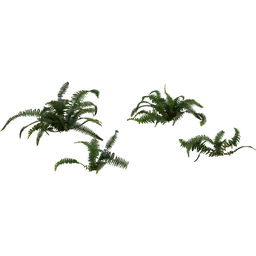 Fern 02