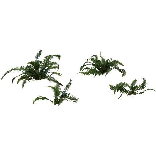 Fern 02