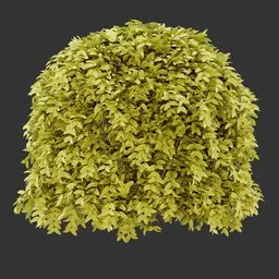 Sphere bush Autumn Plant