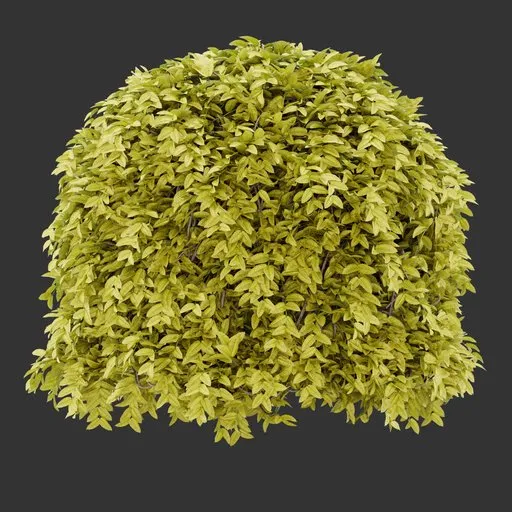 Sphere bush Autumn Plant