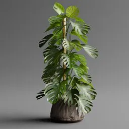 Potted Monstera Deliciosa with Moss Pole