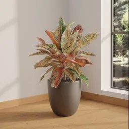 Aglaonema Pink Splash Plant