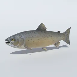 Salmon Animated