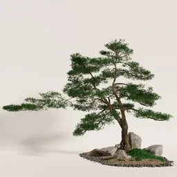 Buddhist Pine Harmony