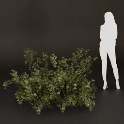 SJ-Spring Morning Garden Bush