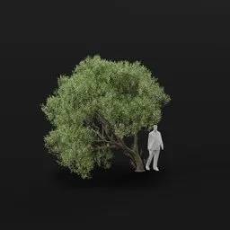 Olive Tree Bent Adult