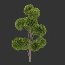 Round Canopy Tree