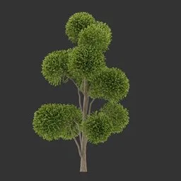 Round Canopy Tree