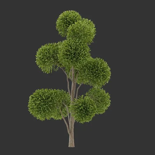 Round Canopy Tree