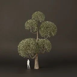 SJ-Ornamental Tree Cluster Bloom