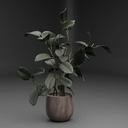 Rubber Plant in Wooden Pot