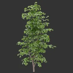 Bush Plant