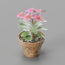 Pink Cahmpa flower pot
