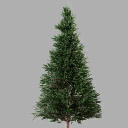 Realistic 3D Cypress Tree Model in Blender Format, High Detail, Centimeter Scale, for Cycles Render.