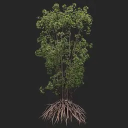 Mangrove Tree