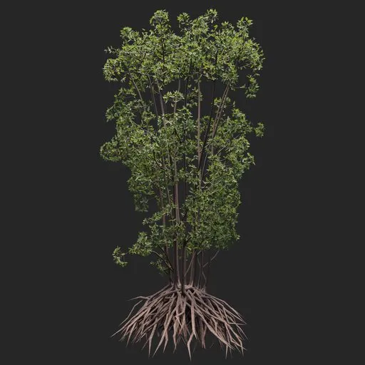 Mangrove Tree