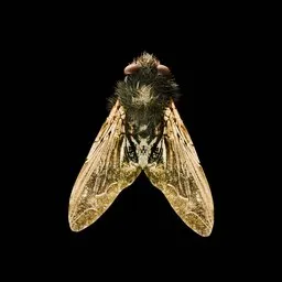 Fly
