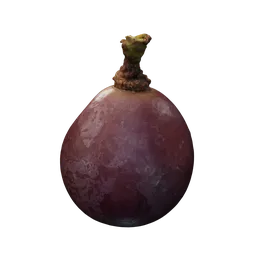 Vitis vinifera
