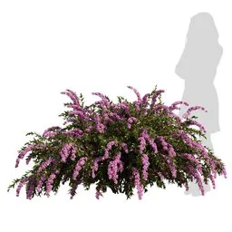 Spiraea cinerea pinkl