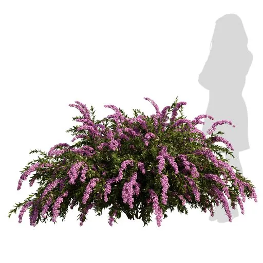 Realistic Spiraea cinerea 3D model with pink flowers, 4K textures and materials, optimized for Blender rendering.