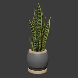 Snake Plant | Potted Indoor Plant