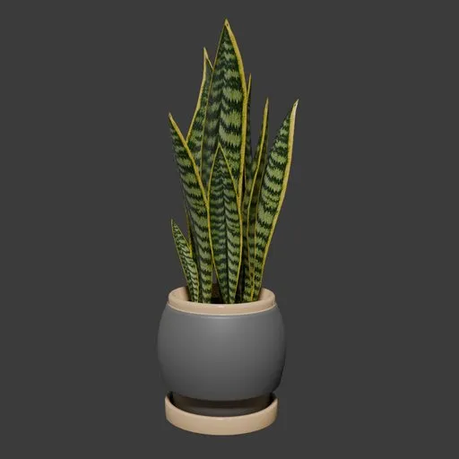 Snake Plant | Potted Indoor Plant