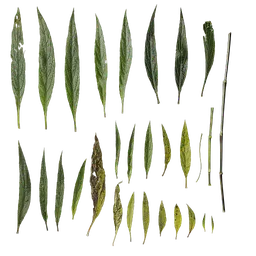 Ruellia simplex Leaf