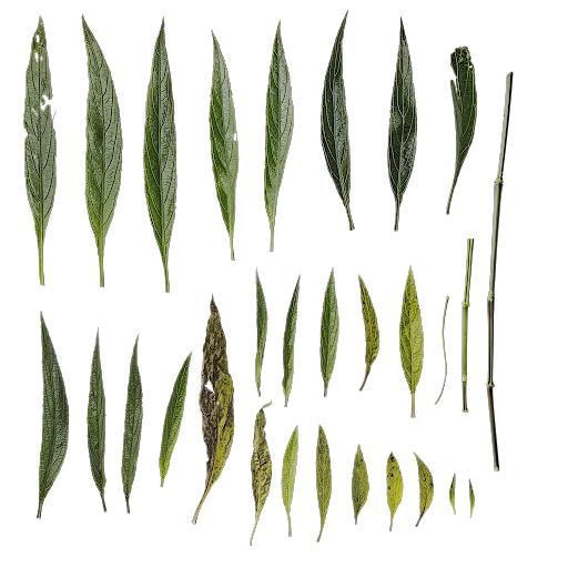 Ruellia simplex Leaf