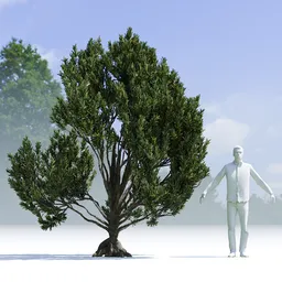 Tree Mugo Pine