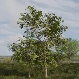 Broadleaf Dense Tree with Sapling