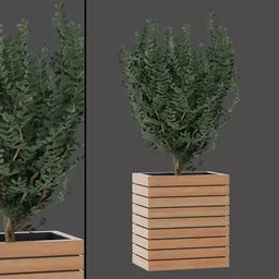 Rectangular Planter Shrub