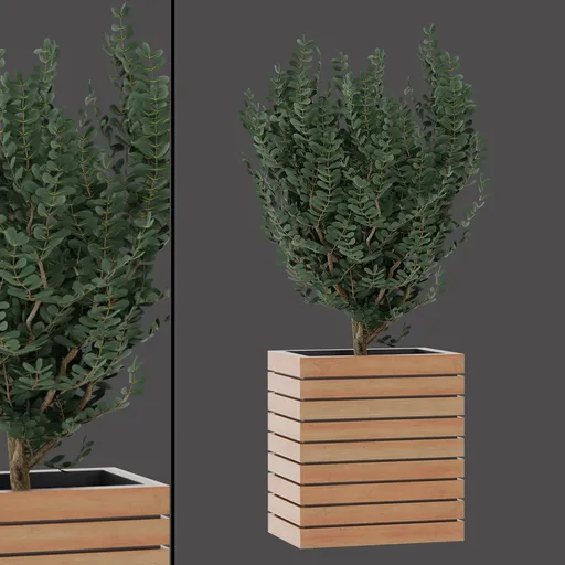 Rectangular Planter Shrub