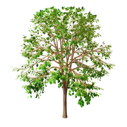 Detailed 3D model of a young deciduous tree with green leaves for Blender rendering, ready for digital scenes.