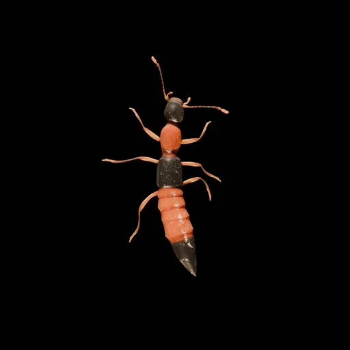 Paederus