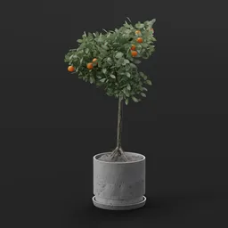Mini Orange Tree