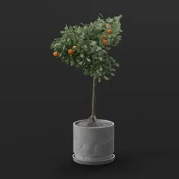 Mini Orange Tree