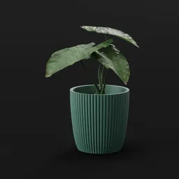 Elephant Ear Taro Tiny Var Potted