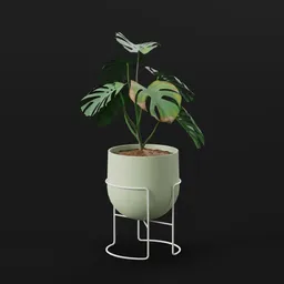 Monestera Plant Young Var Potted