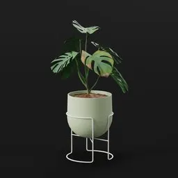 Monestera Plant Young Var Potted