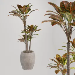 Realistic Croton 3D Model in Pot for Blender, High Quality Indoor Plant Render